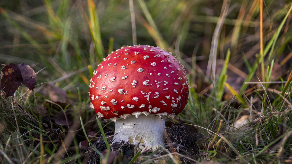 Fly agaric Toadstool